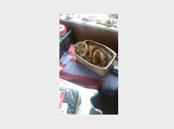  NZ - Spoiled Elderly Cat seeks new people to feed her!, Wellington - $210 pw