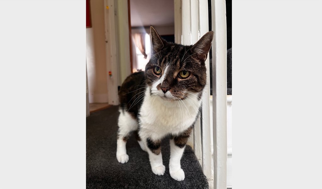 Room to rent in Ladywell Road, Lewisham - Spacious room in 2 bed flat for rent - Ladywell - Image 5