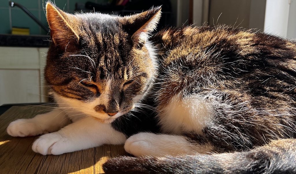 Room to rent in Ladywell Road, Lewisham - Spacious room in 2 bed flat for rent - Ladywell - Image 6