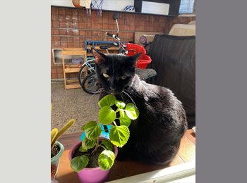 Roomgo AR - Bruna - 28 - San Isidro