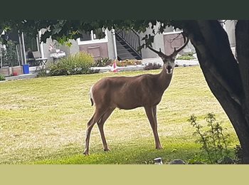 Roomgo CA - Roomi needed, Canada - $915 pcm