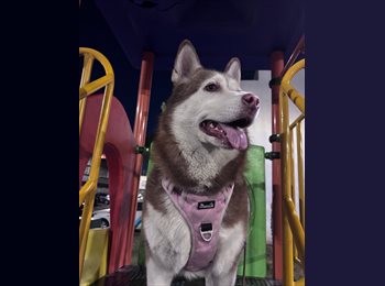 Roomgo ES - Rubi  - 31 - Latina