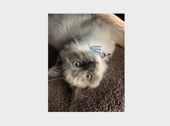 Roomgo NZ - Peaceful, Quiet & Light-Filled: FULLY FURNISHED Double Bedroom, Auckland - $330 pw