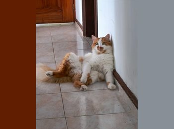 CompartoApto CO - Oscar - 54 - Cali