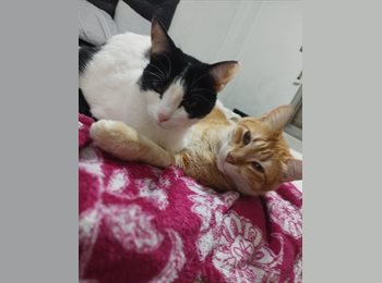 Roomgo AR - Margot - 31 - Buenos Aires