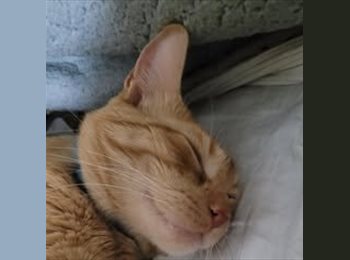 Roomgo AR - Sabri - 74 - Rosario