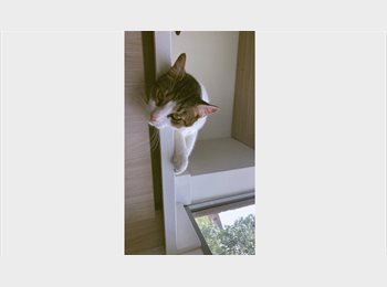 CompartoApto CO - Buscamos roomie!, Bello - COP$ 820.000 por mes