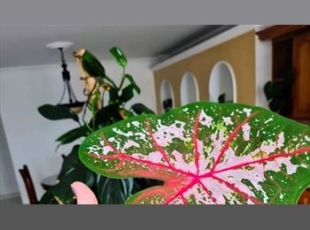 CompartoApto CO - Estadía corta, Medellín - COP$ 1.500.000 por mes