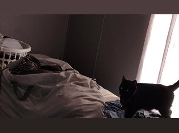 Roomgo US - Roommate/s wanted - calm home, no chaos., United States - $400 pm