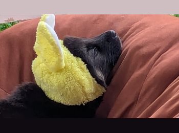 Roomgo US - Quiet and cool space near to Domain - Apple, Wells Branch - $800 pm